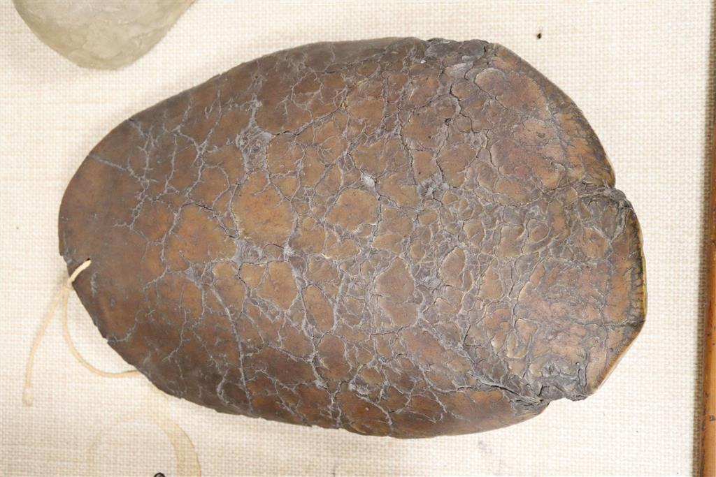 The sole of an elephants foot, 19th century